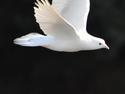 Mocking bird for Whit Sunday or Pentecost