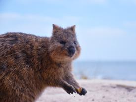 it's easy why we call ourselves quokkas after these cute, fluffy friends with their infectious smiles!