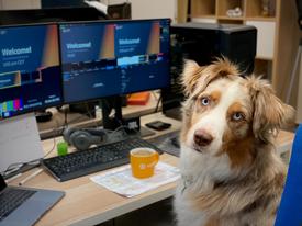 Dog in the workplace.
