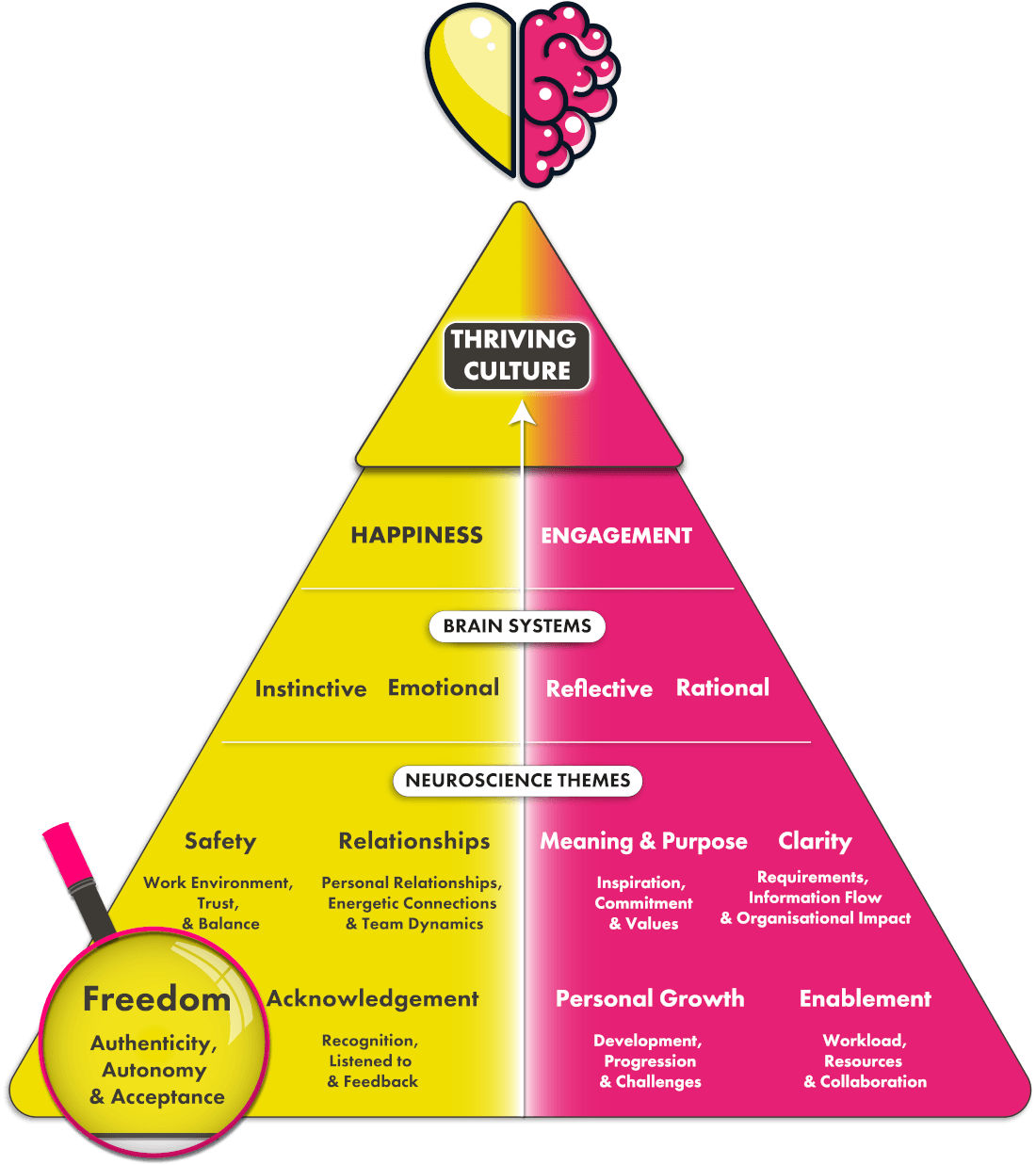 Freedom neuroscience theme on pyramid diagram