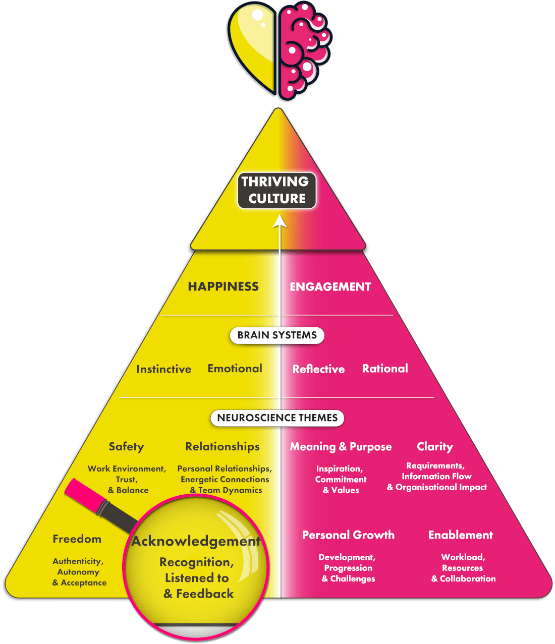 Acknowledgement neuroscience theme on pyramid diagram