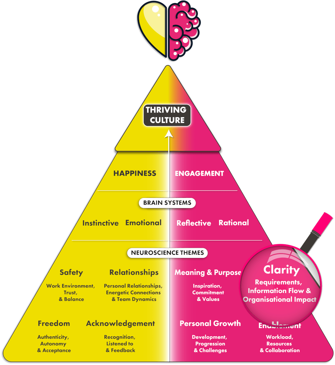 Clarity neuroscience theme on pyramid diagram